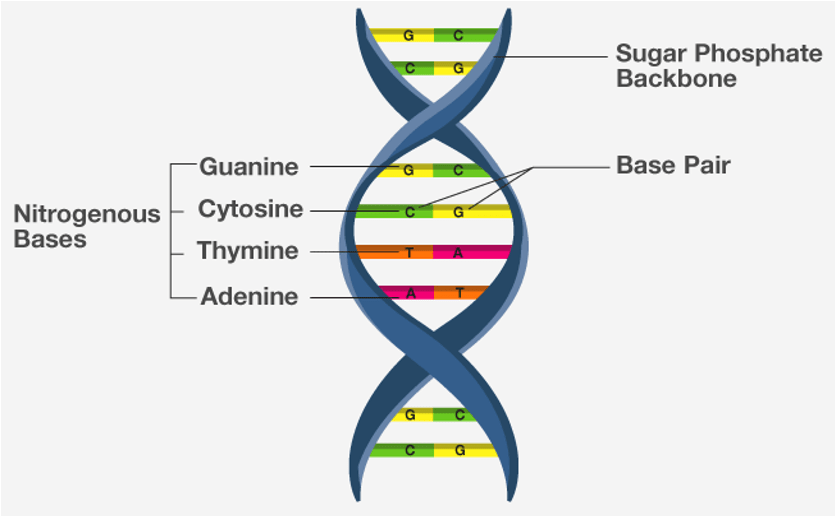 DNA structure